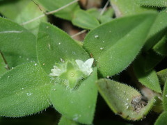 Richardia humistrata