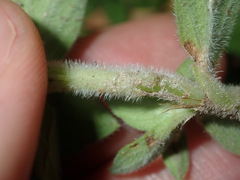 Richardia humistrata