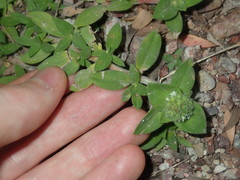 Richardia humistrata