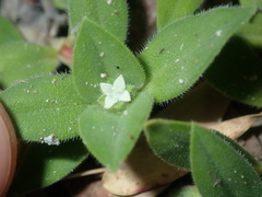 Richardia humistrata