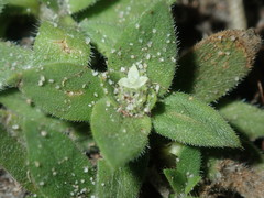 Richardia humistrata