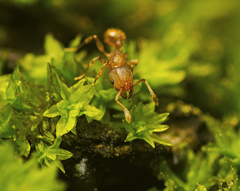 Tetramorium simillimum