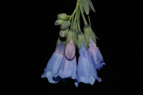 Image of Aspen Bluebells (Mertensia arizonica) by (c) Brian Finzel, some rights reserved (CC BY-SA)