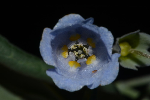 Image of Mertensia arizonica by (c) Brian Finzel, some rights reserved (CC BY-SA)