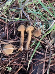 Cystoderma amianthinum rugosoreticulatum