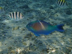 Scarus hypselopterus