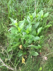 Rudbeckia texana