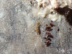 Pheidole flavens