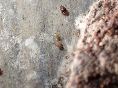 Pheidole flavens