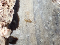 Pheidole flavens