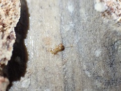 Pheidole flavens