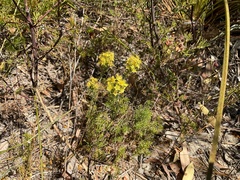 Calytrix angulata