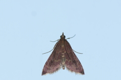 Pyrausta signatalis