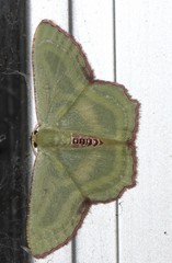 Metallochlora lineata