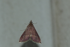 Pyrausta signatalis