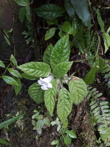 Nautilocalyx whitei