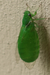 Glaucopsaltria viridis