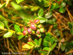 Vaccinium floribundum