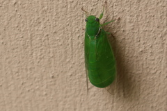 Glaucopsaltria viridis