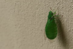 Glaucopsaltria viridis