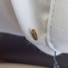 Prairiana sidana