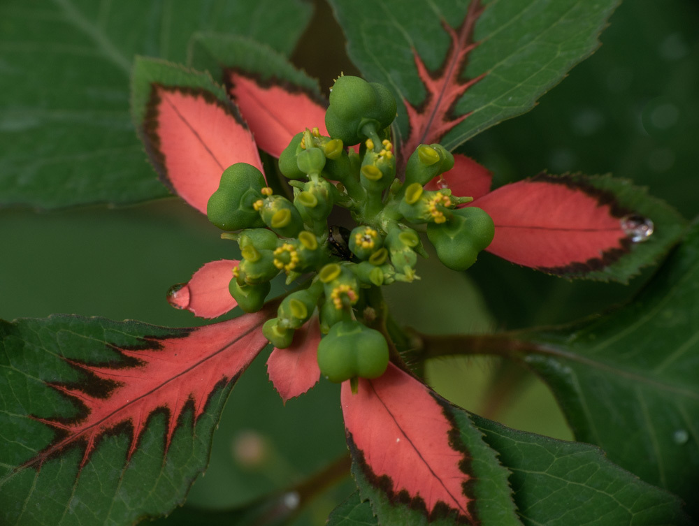 Euphorbia sect. Poinsettia