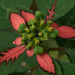 Euphorbia Sect. Poinsettia - Photo (c) ivicortes, some rights reserved (CC BY-NC)