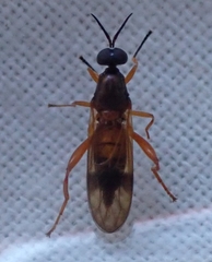 Benhamyia apicalis