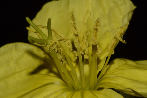 Image of Oenothera flava by (c) Brian Finzel, some rights reserved (CC BY-SA)