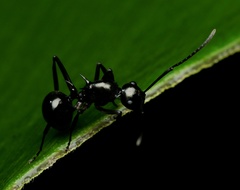 Polyrhachis mucronata