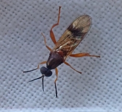 Benhamyia apicalis