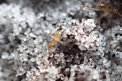 Nylanderia phantasma