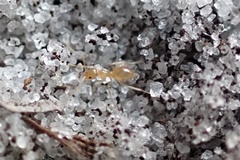 Nylanderia phantasma