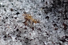 Nylanderia phantasma