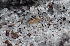 Nylanderia phantasma