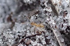 Nylanderia phantasma