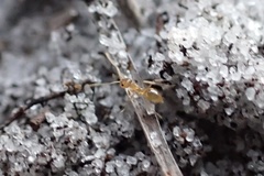 Nylanderia phantasma