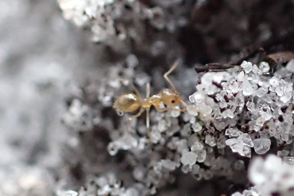 Ghostly Crazy Ant