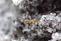 Nylanderia phantasma