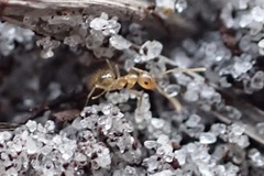 Nylanderia phantasma