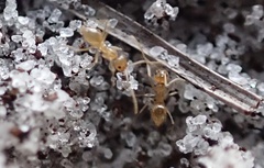 Nylanderia phantasma