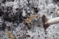 Nylanderia phantasma