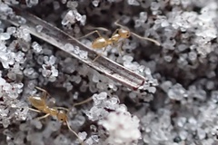 Nylanderia phantasma