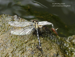 Hemigomphus