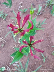 Gloriosa