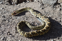 Crotalus culminatus
