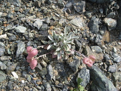 Physaria alpestris