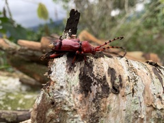 Dicelosternus corallinus