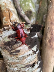 Dicelosternus corallinus