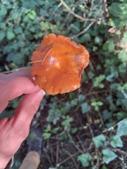 Lactarius subflammeus